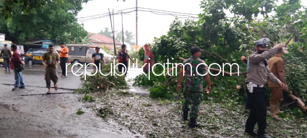 Evakuasi Butuh 3 Jam, Hujan Deras Disertai Angin Kencang Tumbangkan Pohon Besar di JL Raya Jabaran Balongbendo