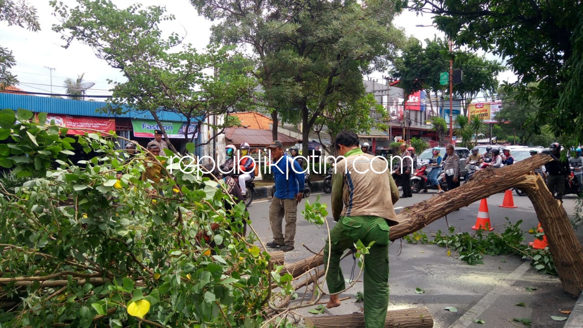 Pohon Jalan Raya Jenggolo Sidoarjo Ambruk, Timpa Pemotor Hingga Terjepit