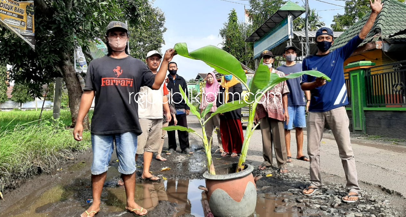 Jalan Rusak Parah Tak Segera Diperbaiki, Warga Kedungbocok Tarik Tanam Pisang 