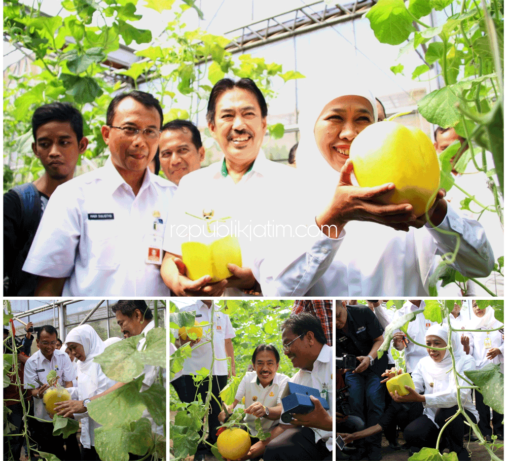 Khofifah dan Cak Nur Panen Melon Golden Hati dan Kotak Varietas Langkawi