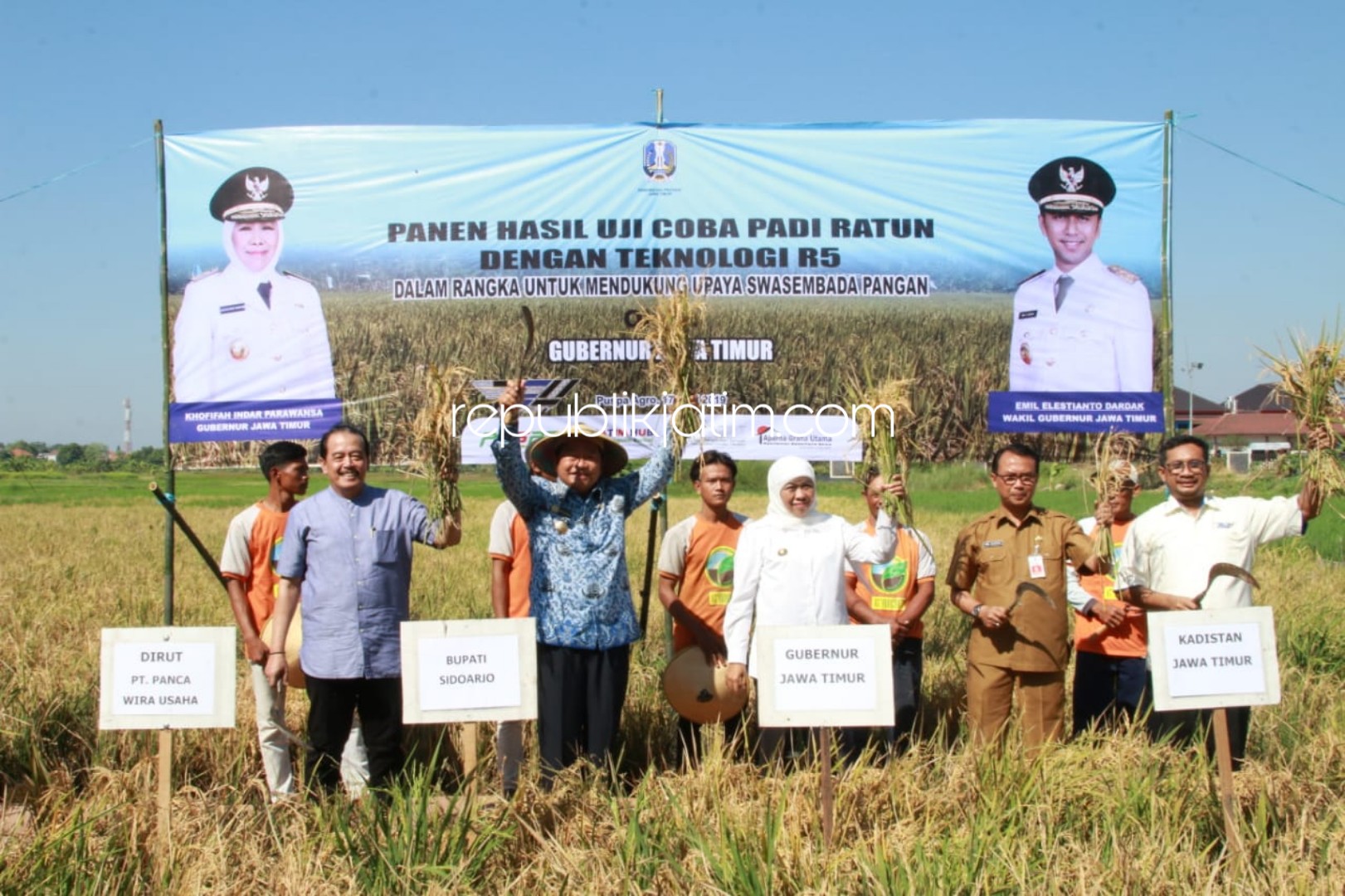 Sekali Tanam 5 Kali Panen, Gubernur Jatim dan Bupati Sidoarjo Panen Padi Ratun R5