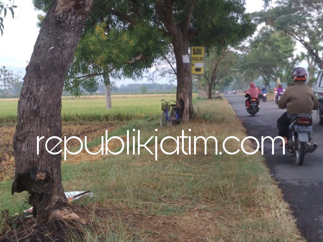 Pohon Keropos Dibiarkan Pemkab Ponorogo, Ancam Pengguna Jalan