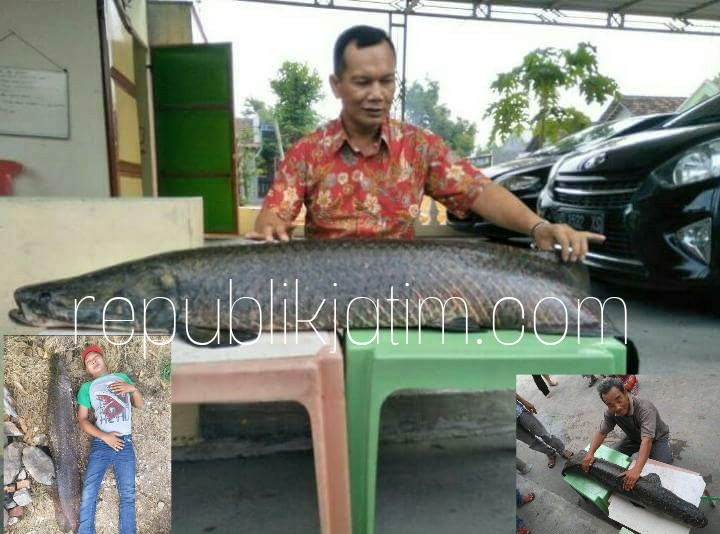 Warga Tarik Sidoarjo Dihebohkan Penemuan Ikan Raksasa