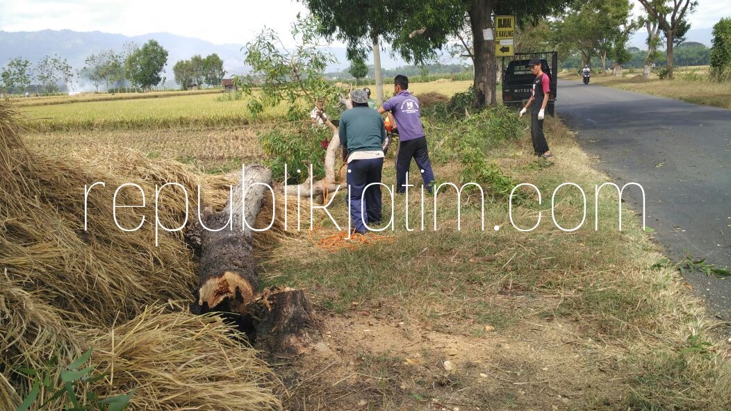 Dinas PUPR Ponorogo Akhirnya Tebang Pohon Keropos Bahayakan Pengguna Jalan