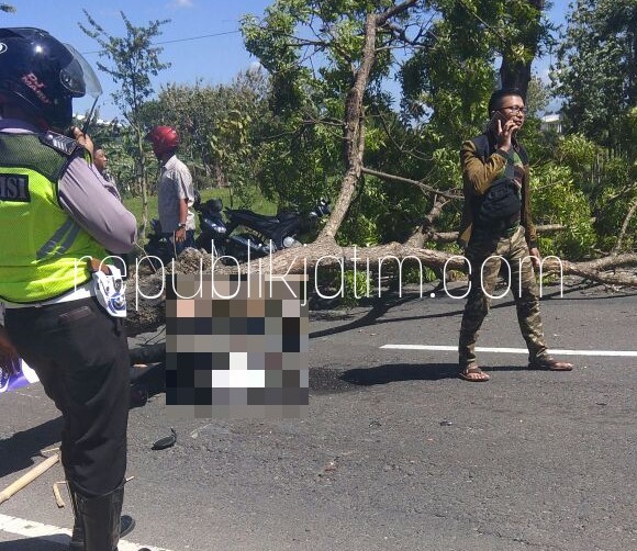 Pengendara Motor Tewas Tertimpa Pohon Tumbang di Jalur Poronoro - Madiun