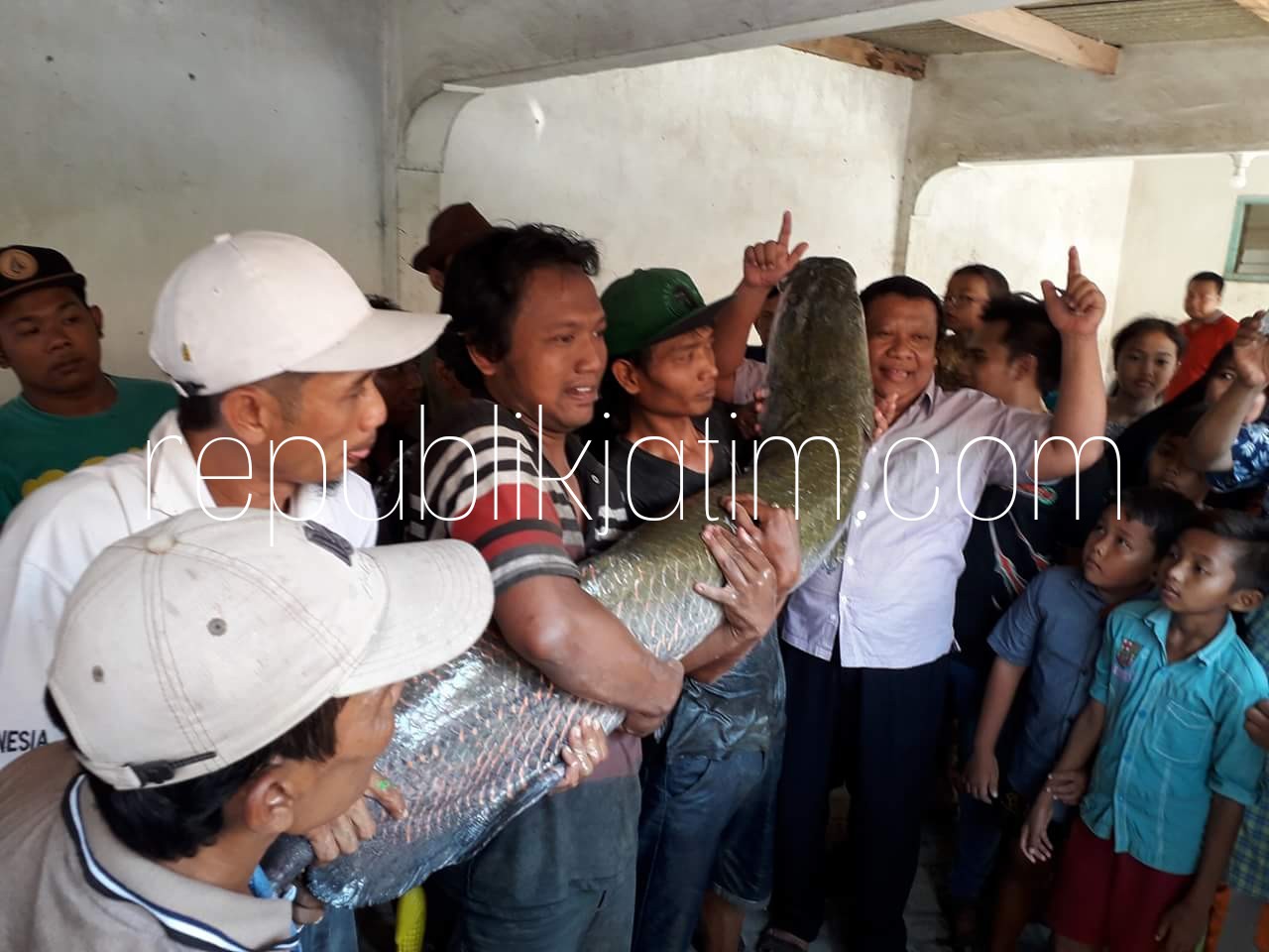 Warga Sukodono Geger Penangkapan Ikan Arapaima Gigas