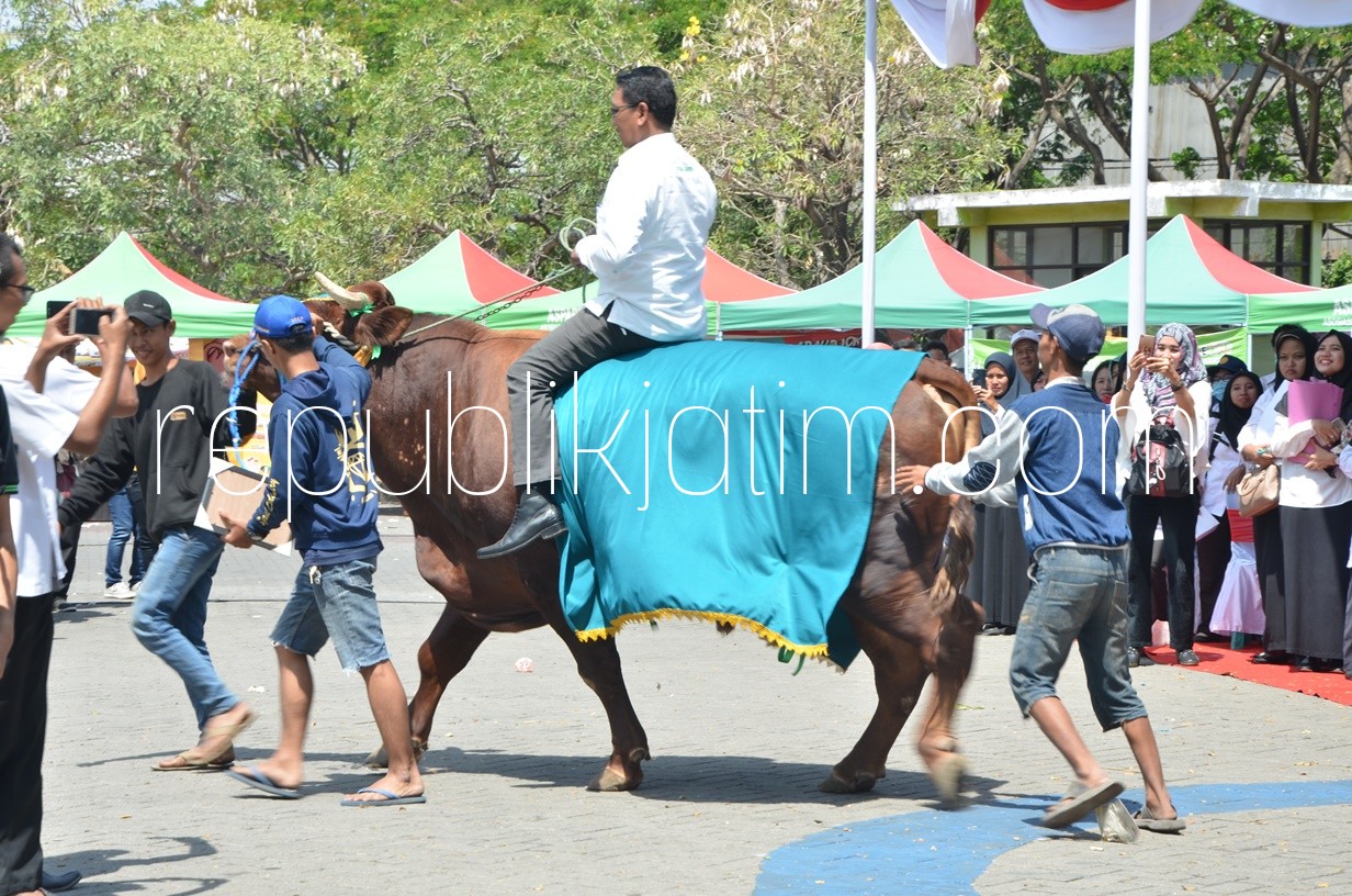 Sapi Ekstrem Seberat 1,075 Ton, Juarai Kontes Ternak di Sidoarjo