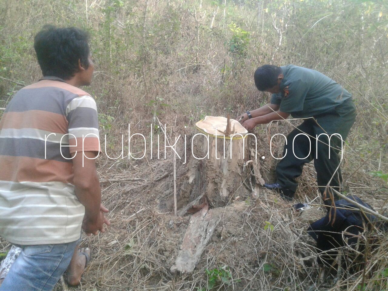 Tebang Pohon Perhutani Warga Ponorogo Diringkus Polisi