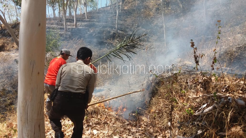 Hutan Pinus 9,8 Hektar di Ponorogo Ludes Terbakar