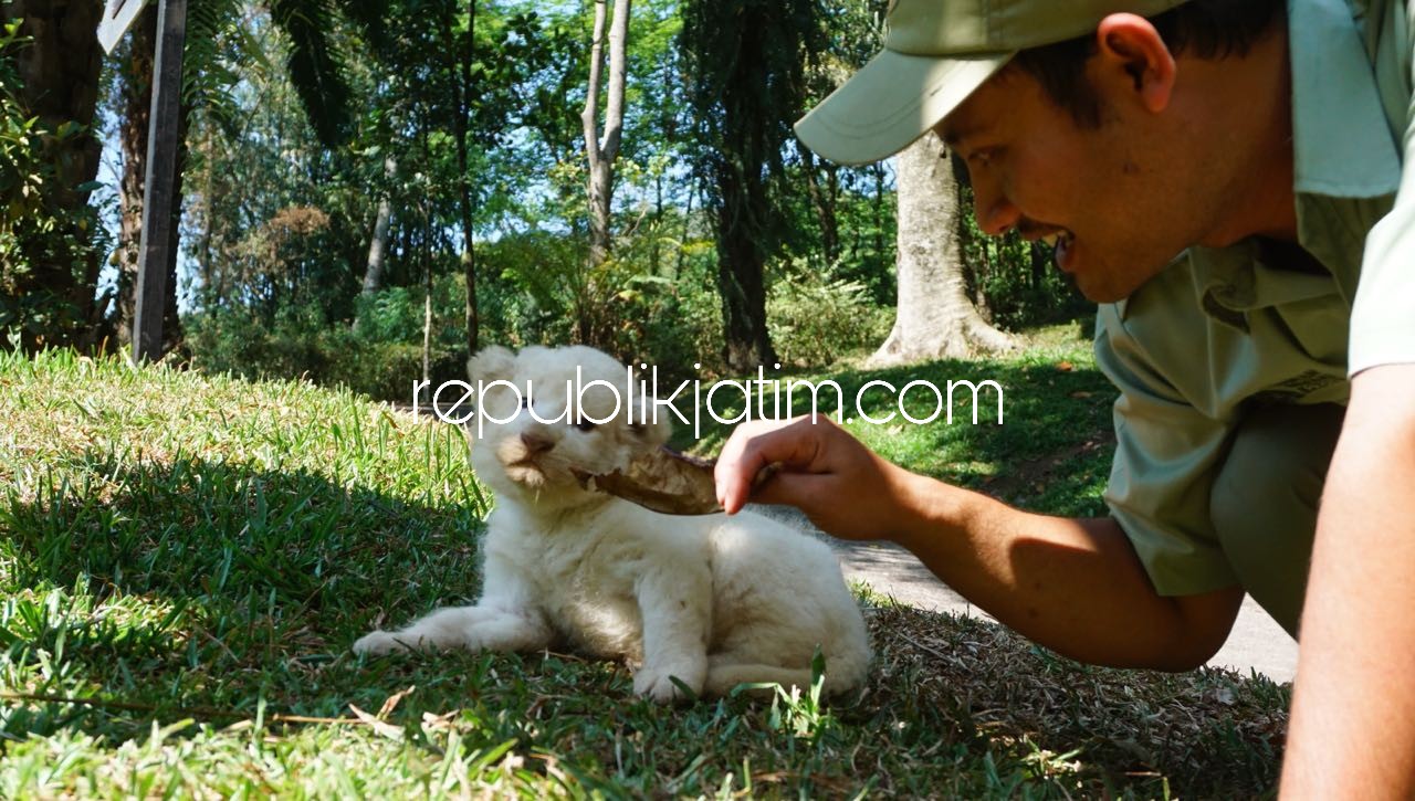 Bayi Singa Putih Adovo, Kado Kemerdekaan RI Taman Safari Prigen