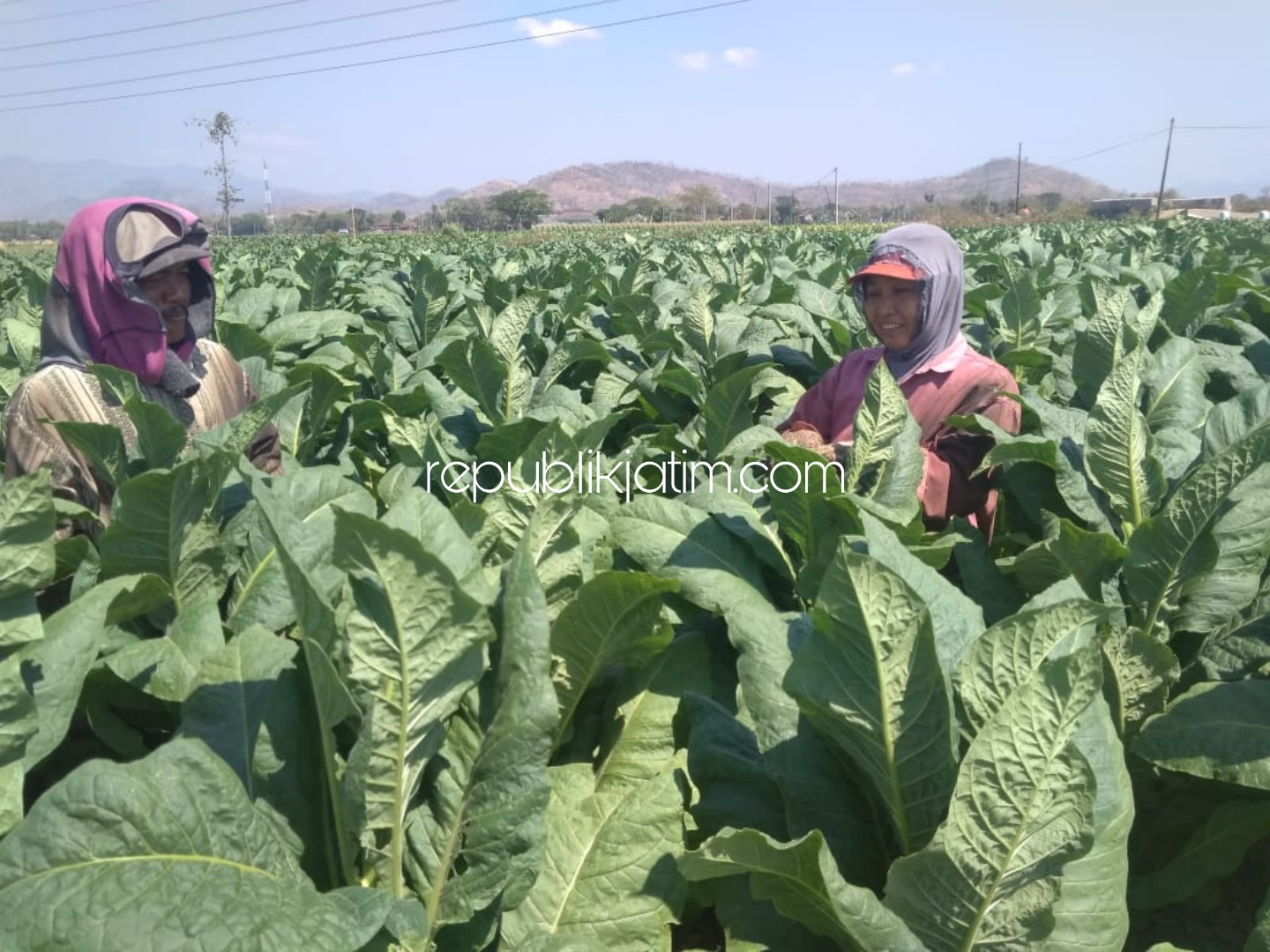 Harga Tembakau di Ponorogo Stagnan Selama 4 Tahun Terakhir, Petani Sambat