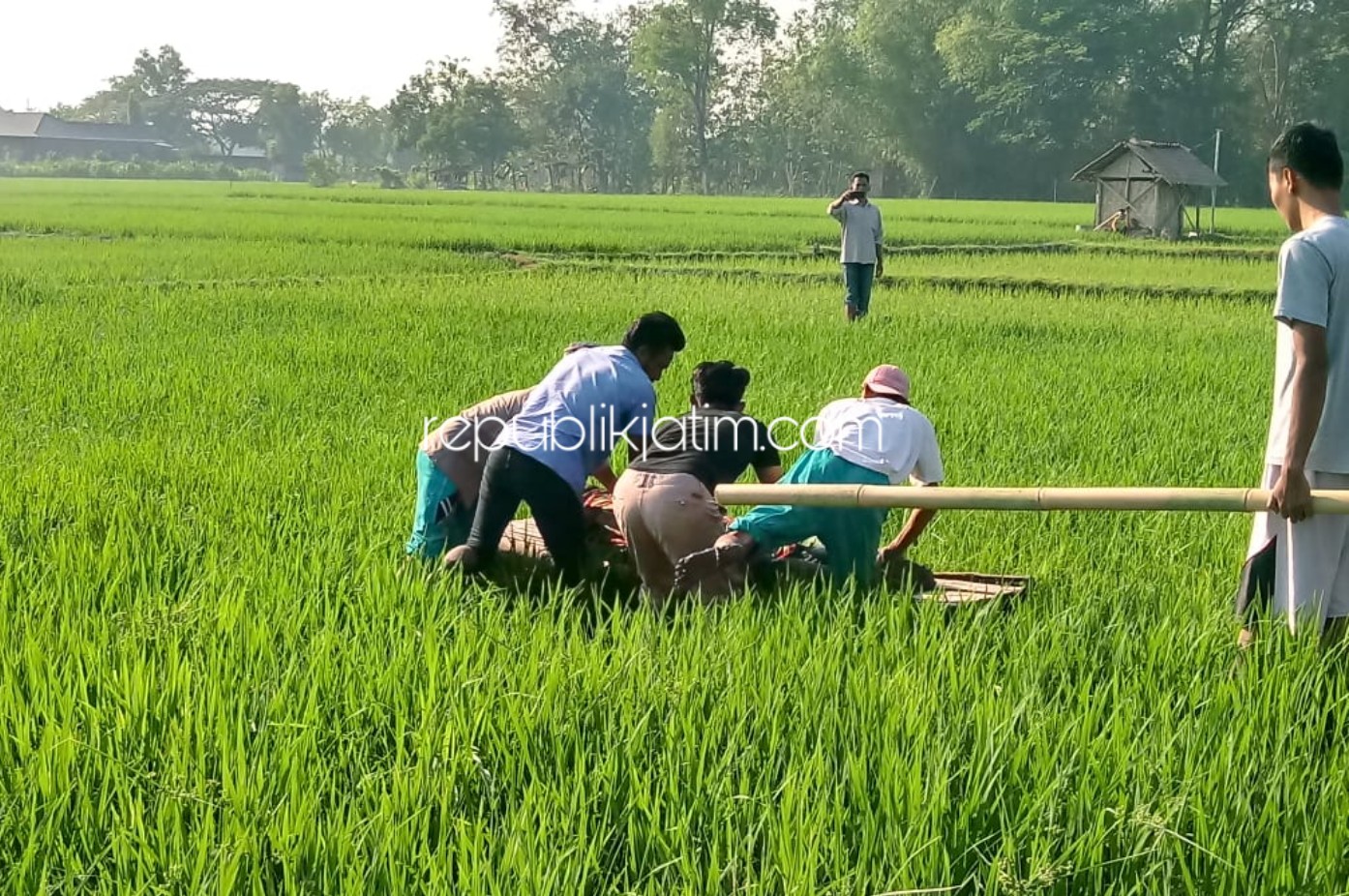 Semalam Tak Pulang, PNS di Ponorogo Ditemukan Tewas di Tengah Persawahan