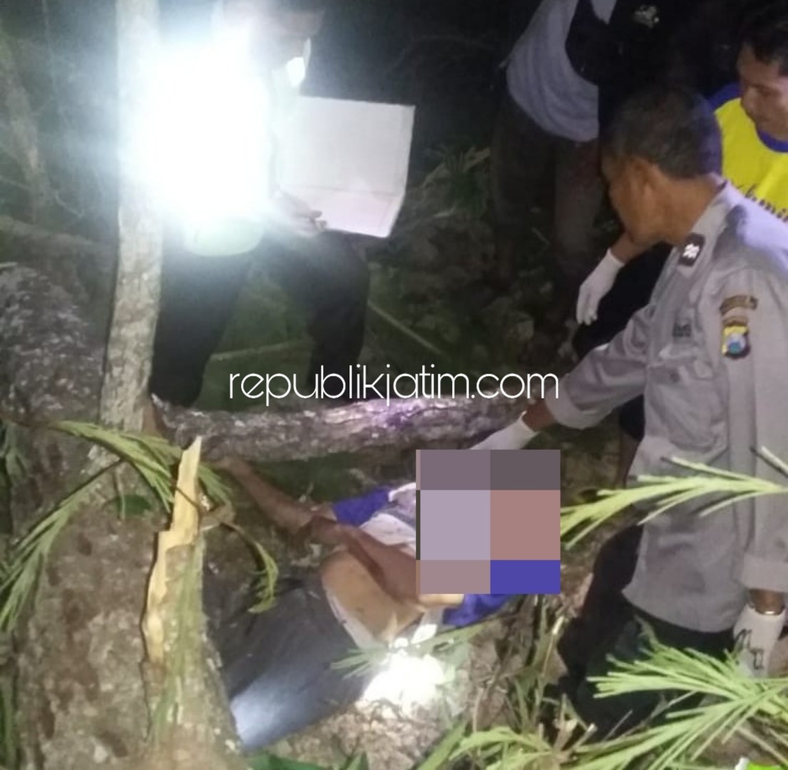 Warga Ponorogo Tewas Tertimpa Pohon Pinus di Hutan