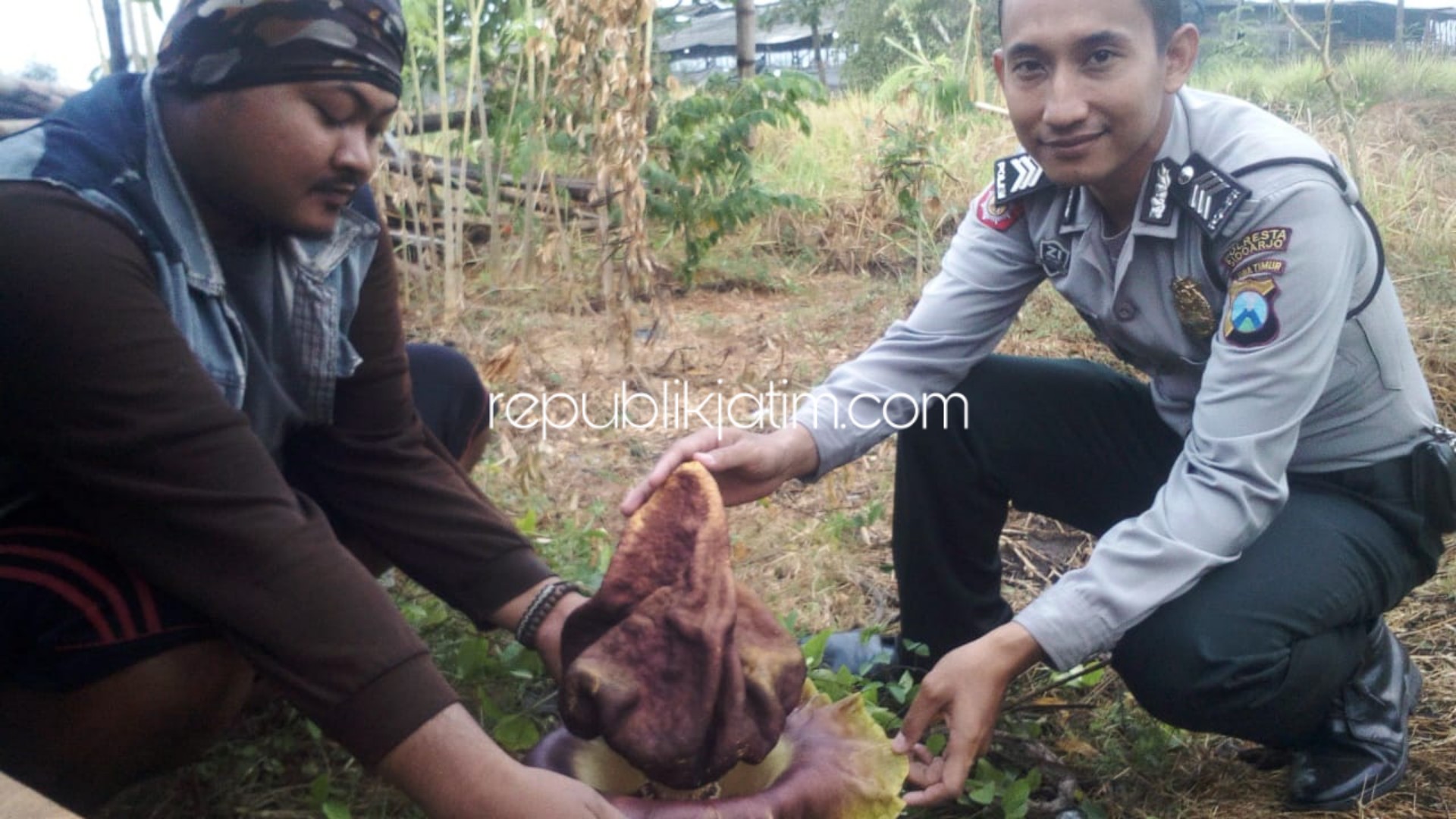 Warga Balongbendo Heboh Penemuan Bunga Bangkai di Persawahan