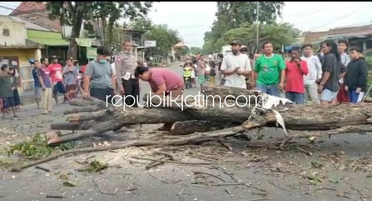 Pohon Tumbang Timpa Tiga Pemotor Di JL Raya Punokawan Krian, Tiga Korban Terluka Dilarikan Rumah Sakit