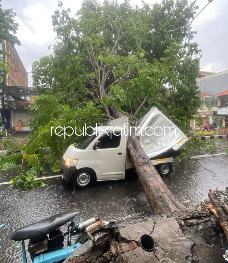 Hujan Deras Disertai Angin Kencang, Dua Mobil di Sidoarjo Tertimpa Pohon Ambruk Sopir Selamat Jalan Macet