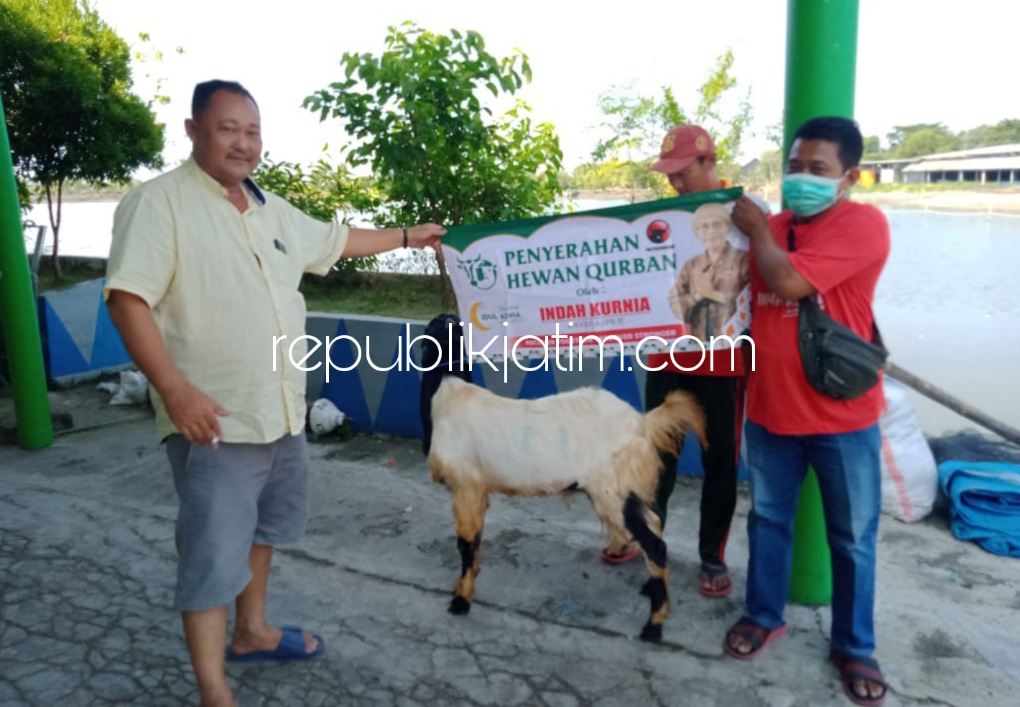 Peringatan Idul Adha 1443 Hijriyah, Anggota DPR Indah Kurnia Bagikan 35 Ekor Kambing untuk Warga Surabaya dan Sidoarjo