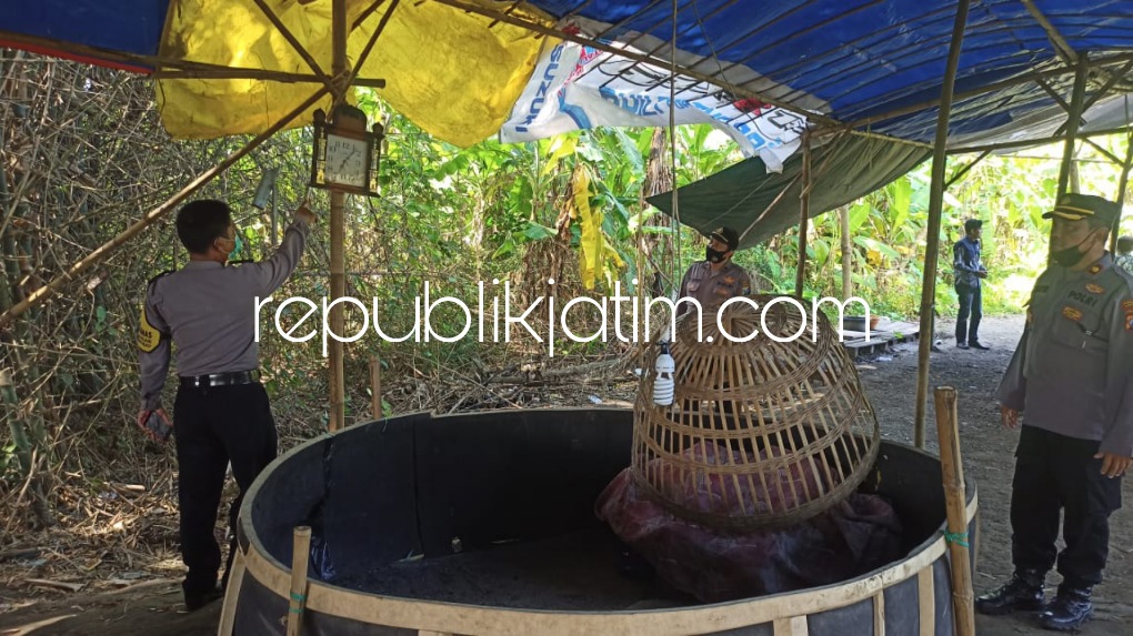 Polisi Sidoarjo Bongkar Arena Judi Sabung Ayam di Balongbendo