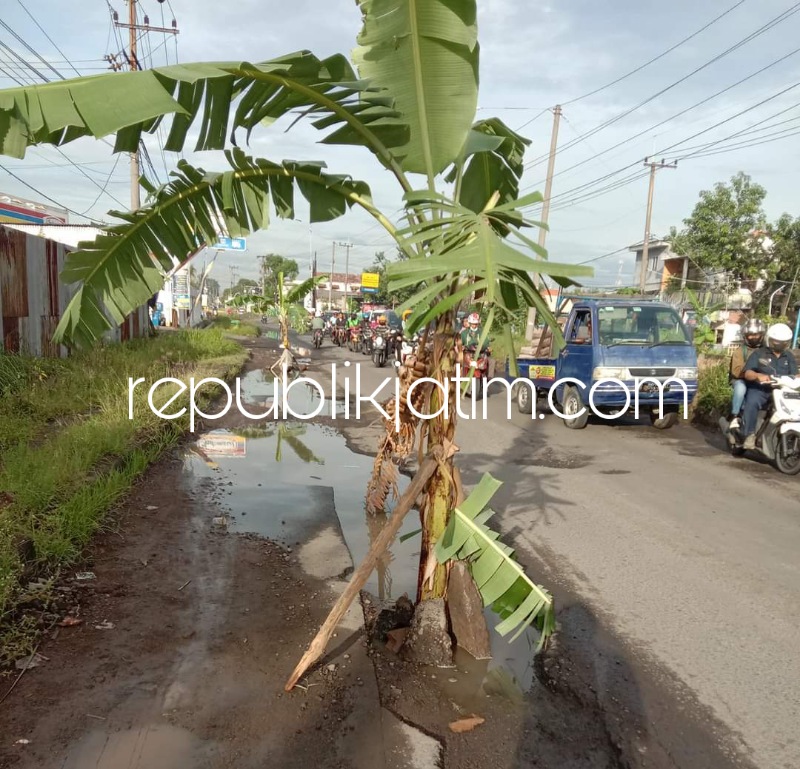 Jalan Rusak Berat Akibat Proyek Urukan Perumahan Tidak Kunjung Diperbaiki, Warga di Sidoarjo Tanami Pohon Pisang