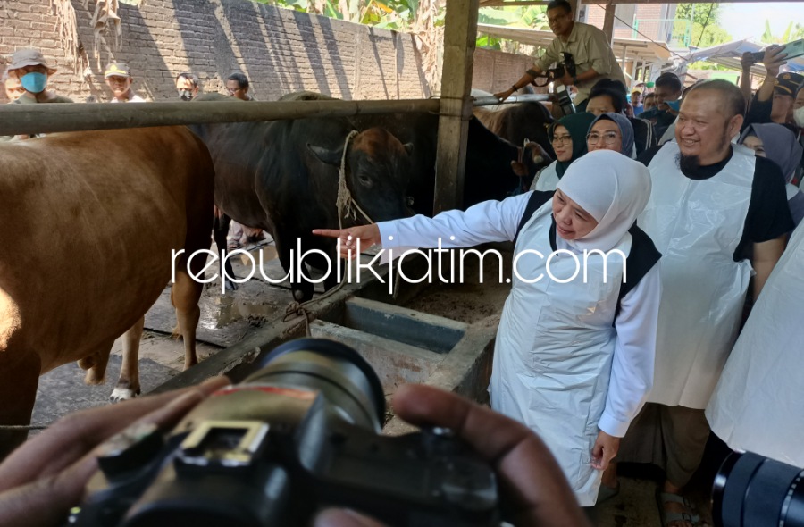 Pastikan Ketersediaan Stok, Gubernur Jatim Cek Kondisi Sapi dan Kambing Qurban di Sidoarjo 