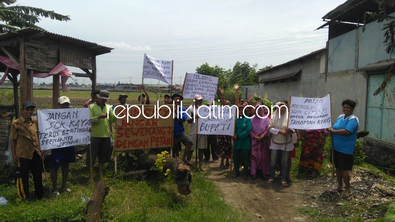 Kecam Sun City, Petani Desak Pekerja Cabuti Tanaman Trembesi